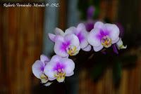 Exposición Nacional de Orquídeas 2012