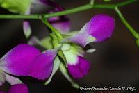 Exposición Nacional de Orquídeas 2012