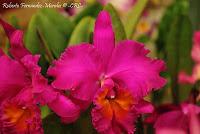 Exposición Nacional de Orquídeas 2012