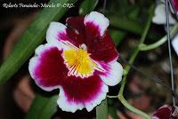 Exposición Nacional de Orquídeas 2012