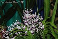 Exposición Nacional de Orquídeas 2012