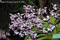 Exposición Nacional de Orquídeas 2012