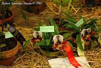 Exposición Nacional de Orquídeas 2012