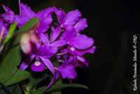 Exposición Nacional de Orquídeas 2012