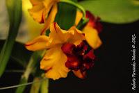 Exposición Nacional de Orquídeas 2012