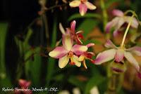 Exposición Nacional de Orquídeas 2012