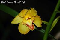 Exposición Nacional de Orquídeas 2012