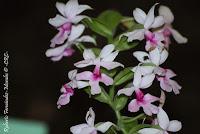 Exposición Nacional de Orquídeas 2012