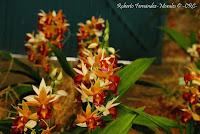 Exposición Nacional de Orquídeas 2012