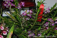 Exposición Nacional de Orquídeas 2012