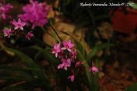 Exposición Nacional de Orquídeas 2012