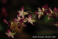 Exposición Nacional de Orquídeas 2012