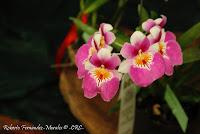 Exposición Nacional de Orquídeas 2012