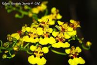 Exposición Nacional de Orquídeas 2012