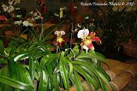 Exposición Nacional de Orquídeas 2012