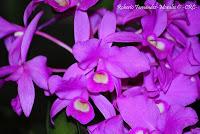 Exposición Nacional de Orquídeas 2012