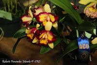 Exposición Nacional de Orquídeas 2012