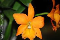 Exposición Nacional de Orquídeas 2012