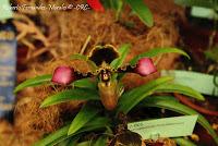 Exposición Nacional de Orquídeas 2012