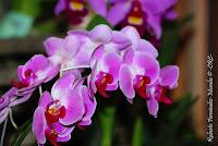 Exposición Nacional de Orquídeas 2012