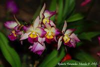 Exposición Nacional de Orquídeas 2012