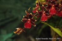 Exposición Nacional de Orquídeas 2012