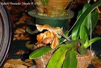 Exposición Nacional de Orquídeas 2012