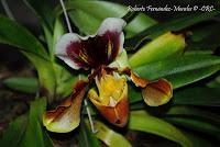 Exposición Nacional de Orquídeas 2012