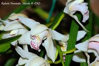 Exposición Nacional de Orquídeas 2012