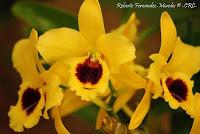 Exposición Nacional de Orquídeas 2012