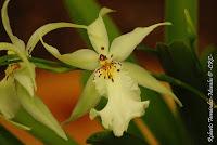 Exposición Nacional de Orquídeas 2012