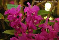 Exposición Nacional de Orquídeas 2012