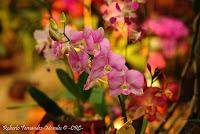 Exposición Nacional de Orquídeas 2012