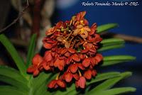 Exposición Nacional de Orquídeas 2012