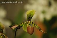 Exposición Nacional de Orquídeas 2012