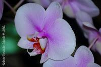 Exposición Nacional de Orquídeas 2012