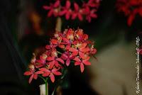 Exposición Nacional de Orquídeas 2012