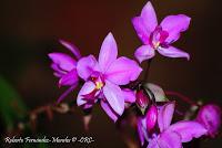 Exposición Nacional de Orquídeas 2012