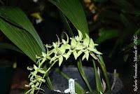 Exposición Nacional de Orquídeas 2012