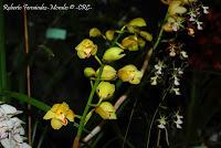 Exposición Nacional de Orquídeas 2012