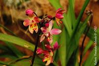 Exposición Nacional de Orquídeas 2012