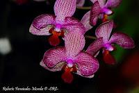 Exposición Nacional de Orquídeas 2012