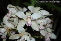 Exposición Nacional de Orquídeas 2012