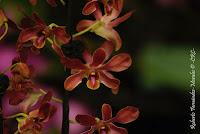 Exposición Nacional de Orquídeas 2012