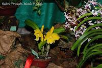 Exposición Nacional de Orquídeas 2012