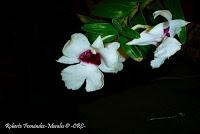 Exposición Nacional de Orquídeas 2012