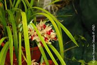 Exposición Nacional de Orquídeas 2012