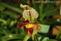 Exposición Nacional de Orquídeas 2012