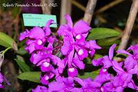 Exposición Nacional de Orquídeas 2012