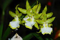 Exposición Nacional de Orquídeas 2012